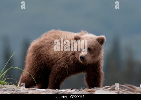 Brown Bear Cub (Ursus arctos) Il Parco Nazionale del Lago Clark, Alaska Foto Stock
