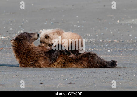 L'orso bruno (Ursus arctos) Descrizione del servizio di assistenza infermieristica in cubs il Parco Nazionale del Lago Clark, AK Foto Stock
