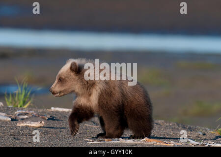 Brown Bear Cub (Ursus arctos) passeggiate sulla spiaggia in Il Parco Nazionale del Lago Clark, Alaska Foto Stock