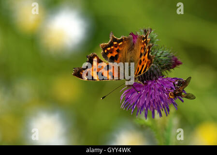 Virgola butterfly (Polygonia c-album) alimentazione sul fiore di cardo. Foto Stock