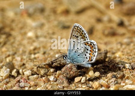 Idas blu o azzurro settentrionale (Plebejus idas) Foto Stock