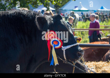 Primo premio campione vincente Aberdeen Angus Bull a Stokesley Agricultural Show 2016 dettaglio Foto Stock