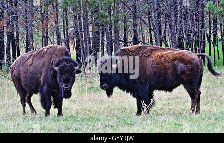 Due bisonti americani Buffalo tori circa alla lotta nel Parco nazionale della Grotta del Vento nelle Black Hills del Sud Dakota STATI UNITI D'AMERICA Foto Stock