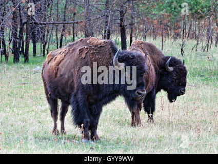 Due giovani tori di bisonte che si stanno per affrontare Foto Stock