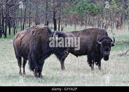 Bisonti americani Buffalo tori appena prima di cominciare a lottare nel Parco nazionale della Grotta del Vento nelle Black Hills del Sud Dakota US Foto Stock