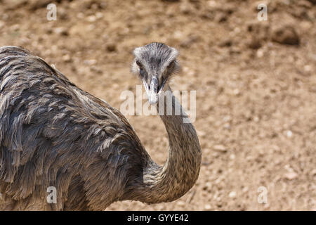 Uccello struzzo della testa e del collo verticale anteriore nel parco Foto Stock