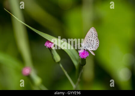 Pallido erba blu - Butterfly (Zizeeria maha) Foto Stock