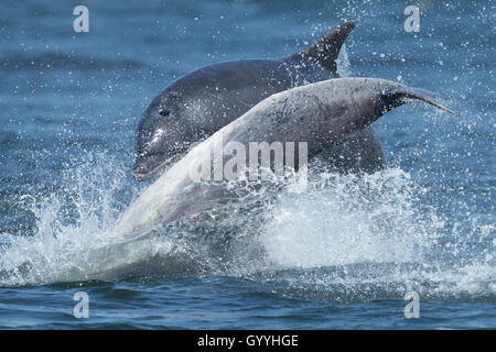 I delfini saltando in Moray Firth Foto Stock