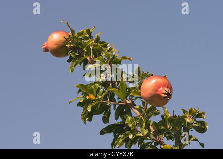 Melograni maturi (Punica granata) sull'albero, Ferragudo, distretto di Faro, Portogallo Foto Stock