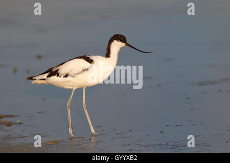 Avocet (Recurvirostra avosetta) in piedi in acqua poco profonda, Illmitz, nel Parco Nazionale del lago di Neusiedl, Burgenland, Austria Foto Stock