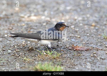 Barn Swallow (Hirundo rustica) raccoglie il materiale di nidificazione, Apetlon, nel Parco Nazionale del lago di Neusiedl, Burgenland, Austria Foto Stock