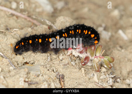 Apollo butterfly (Parnassius apollo Apollo), Caterpillar, Alta Franconia, Baviera, Germania Foto Stock