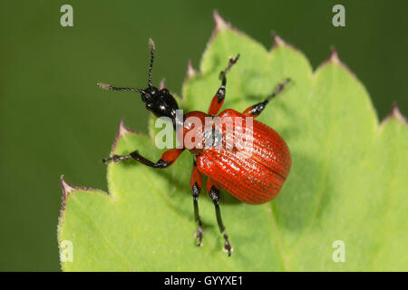 Hazel-foglia curculione rullo (Apoderus coryli) sulla foglia, Baden-Württemberg, Germania Foto Stock