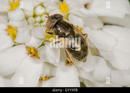 Hoverfly (Eristatinus sepulchralis) sul fiore, Baden-Württemberg, Germania Foto Stock