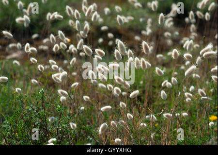 Hare's-coda (Lagurus ovatus), costa atlantica, Vabdée, Francia Foto Stock