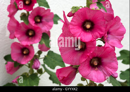 Hollyhock comune (Alcea rosea), Vandee, Francia Foto Stock