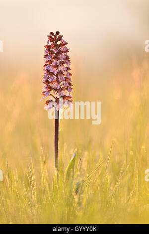 Signora Orchidea (Orchis purpurea) nel prato nella luce del mattino, Turingia, Germania Foto Stock