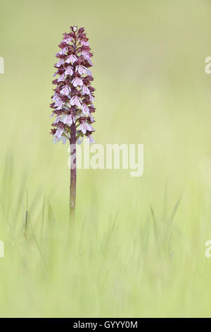 Signora Orchidea (Orchis purpurea) in un prato, Turingia, Germania Foto Stock