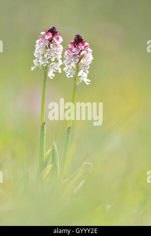 Bruciato-punta orchidee (Neotinea ustulata), Kyffhäuser, Turingia, Germania Foto Stock