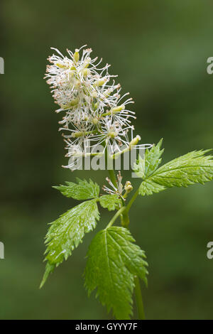 Eurasian baneberry (Actaea spicata), Stiria, Austria Foto Stock