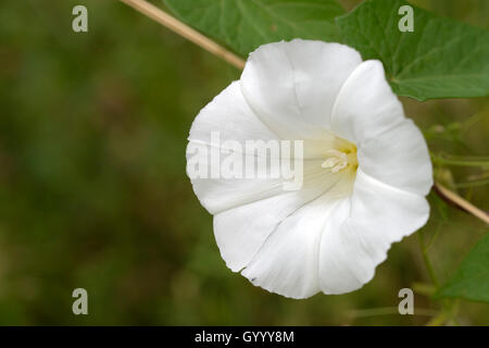 Hedge centinodia (Calystegia sepium), Burgenland, Austria Foto Stock