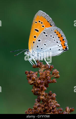 Rame di grandi dimensioni (Lycaena dispar) sul fiore, Burgenland, Austria Foto Stock