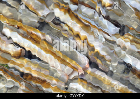 Atlantic ribaltarsi clam (Ensis directus), gusci vuoti nell'acqua, Norderney, Est Isole Frisone, Bassa Sassonia, Germania Foto Stock