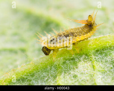 Thistle scarabeo tartaruga (Cassida rubiginosa), larva sulla maggiore (Bardana Arctium lappa), Germania Foto Stock