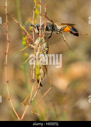 Golden Digger Wasp (Sphex funerarius, Sphex rufocinctus), femmina con femmina catturata larva Roesel's Bush-cricket (Metrioptera roeseli), Germania Foto Stock