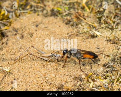 Golden Digger Wasp (Sphex funerarius, Sphex rufocinctus), femmina con catturato e maschio narcotized larva di Dark Bush-cricket (Pholidoptera griseoaptera) a nido ingresso, Germania Foto Stock