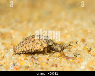 Antlion europea (Euroleon nostras), larva matura seduta sul terreno sabbioso, Germania Foto Stock