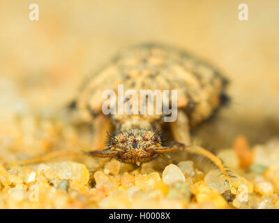 Antlion europea (Euroleon nostras), larva matura seduta sul terreno sabbioso, Germania Foto Stock