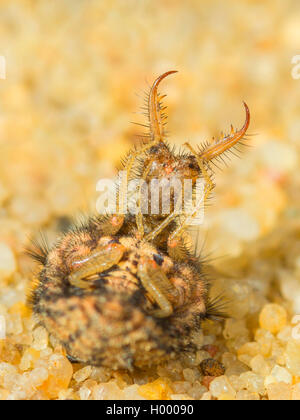 Antlion europea (Euroleon nostras), larva matura la posa sul lato posteriore, Germania Foto Stock