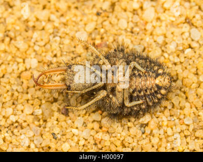 Antlion europea (Euroleon nostras), larva matura la posa sul lato posteriore, Germania Foto Stock