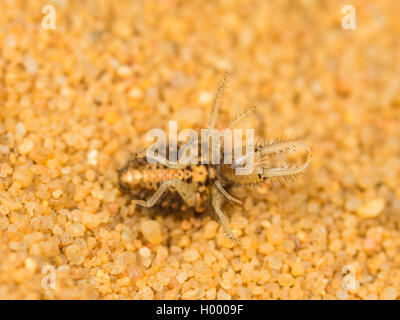 Antlion europea (Euroleon nostras), Giovane larva recante sul lato posteriore, Germania Foto Stock