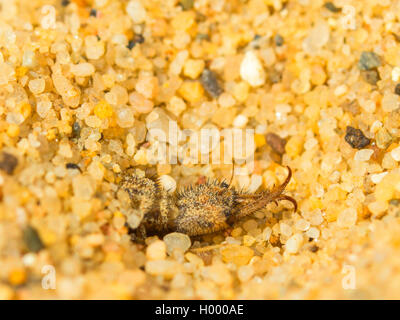 Antlion europea (Euroleon nostras), Antlion (larva matura) pulizia sue pinze durante la costruzione di un pozzo di forma conica in suolo sabbioso, Germania Foto Stock