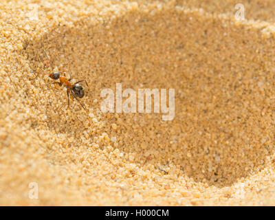 Antlion europea (Euroleon nostras), acquisite ant (Formica rufibarbis) cercando di fuggire dalla fossa conica, Germania Foto Stock