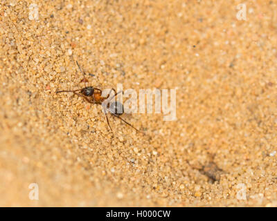 Antlion europea (Euroleon nostras), acquisite ant (Formica rufibarbis) cercando di fuggire dalla fossa conica, Germania Foto Stock