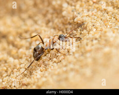 Antlion europea (Euroleon nostras), acquisite ant (Formica rufibarbis) cercando di fuggire dalla fossa conica, Germania Foto Stock