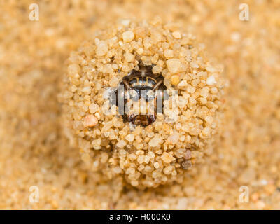 Antlion europea (Euroleon nostras), Cocoon con l'adulto Euroleon nostras poco prima cova sul terreno sabbioso, Germania Foto Stock