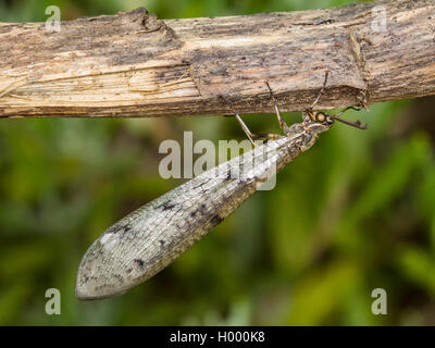 Antlion europea (Euroleon nostras), femmina in corrispondenza di un ramo, Germania Foto Stock