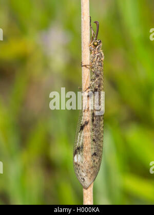 Antlion europea (Euroleon nostras), femmina in corrispondenza di uno stelo, Germania Foto Stock