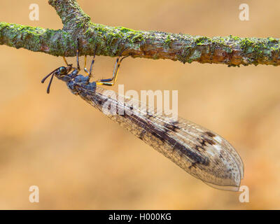 Antlion europea (Euroleon nostras), femmina in corrispondenza di un ramoscello, Germania Foto Stock