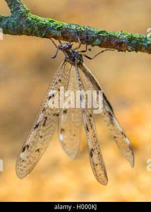 Antlion europea (Euroleon nostras), femmina in corrispondenza di un ramoscello, Germania Foto Stock