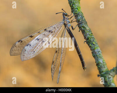 Antlion europea (Euroleon nostras), femmina in corrispondenza di un ramoscello, Germania Foto Stock