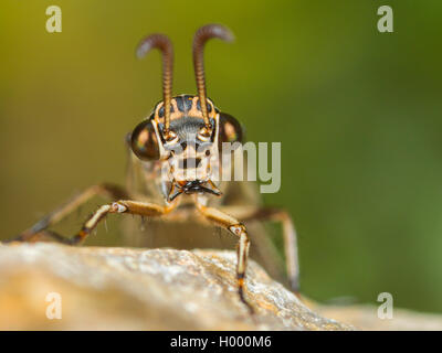 Antlion europea (Euroleon nostras), femmina, ritratto, Germania Foto Stock