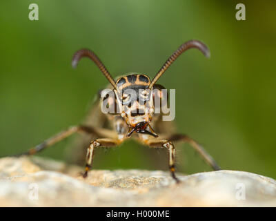 Antlion europea (Euroleon nostras), femmina, ritratto, Germania Foto Stock