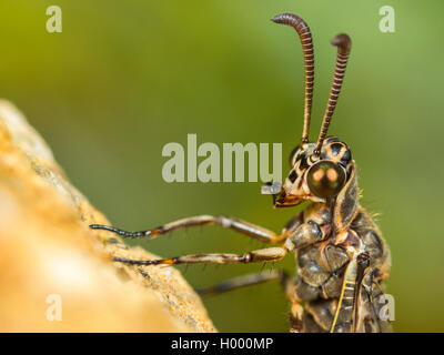 Antlion europea (Euroleon nostras), femmina, ritratto, Germania Foto Stock