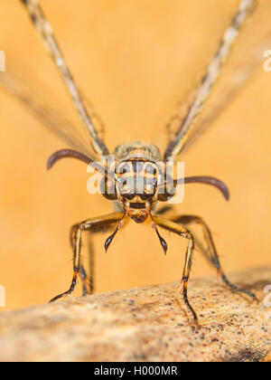 Antlion europea (Euroleon nostras), femmina, ritratto, Germania Foto Stock