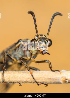 Antlion europea (Euroleon nostras), femmina, ritratto, Germania Foto Stock